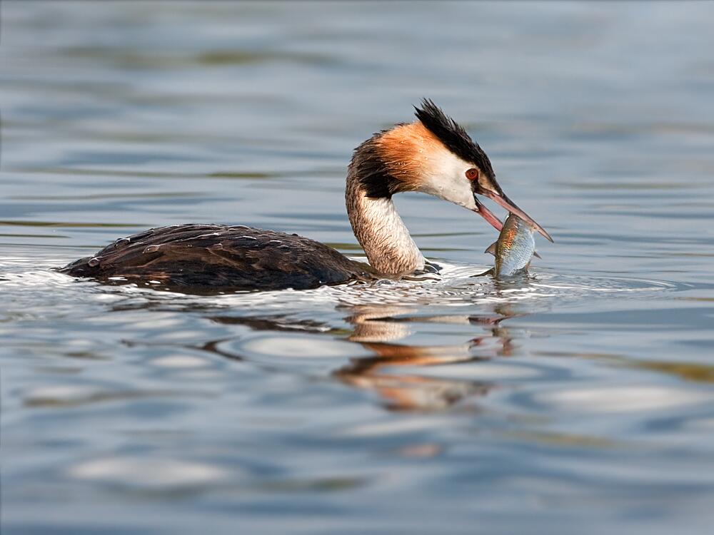 Haubentaucher (Podiceps cristatus)