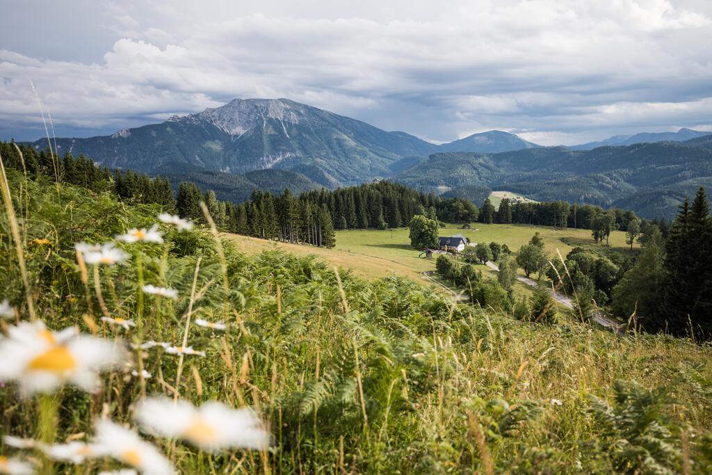 NuP Ötscher-Kranawittn_c_Fred Lindmoser.jpg © Fred Lindmoser Aussicht von einer Bergwiese