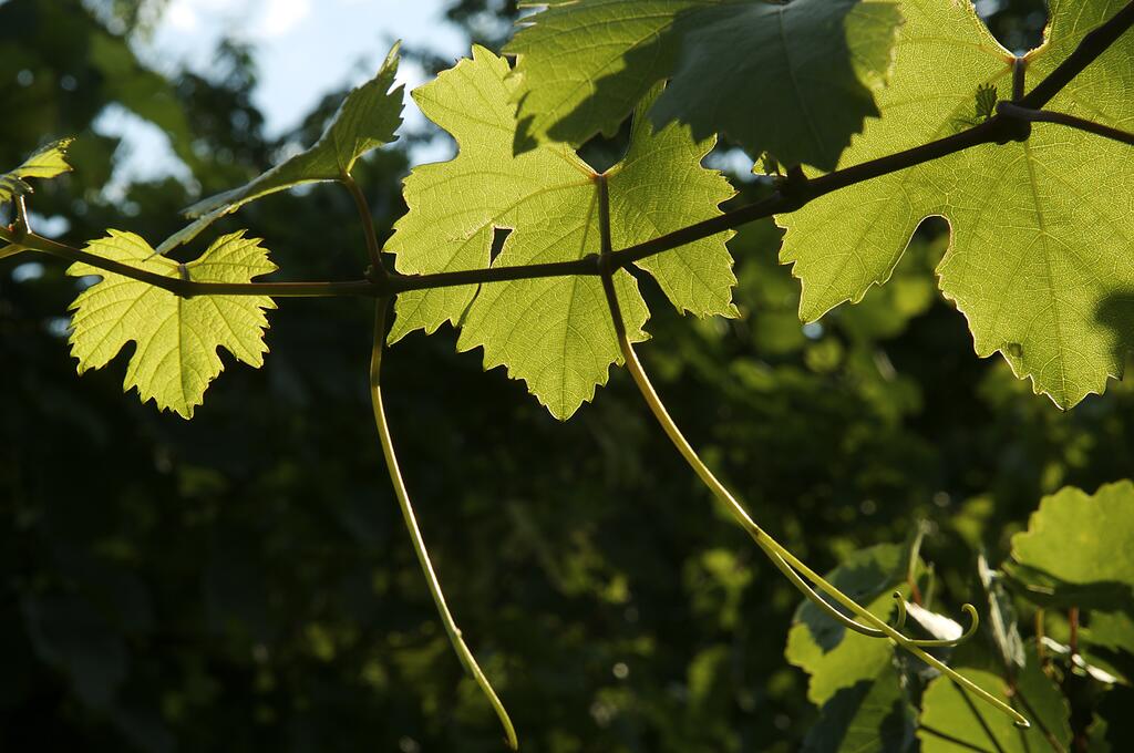 Wasser Wein