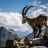 Steinbock