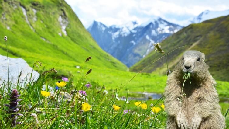 Murmeltier im Weitental © Hochgebirgsnaturpark Zillertaler Alpen Murmeltier im Weitental