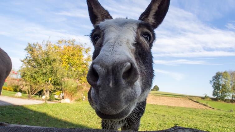 Eselwanderung © Fotolia Eselwanderung