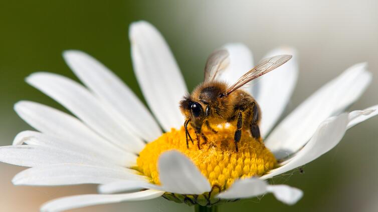 Bienenlehrpfad © Bienenlehrpfad_AdobeStock_299150917_ @Daniel Prudek Die Welt der Bienen und Hummeln