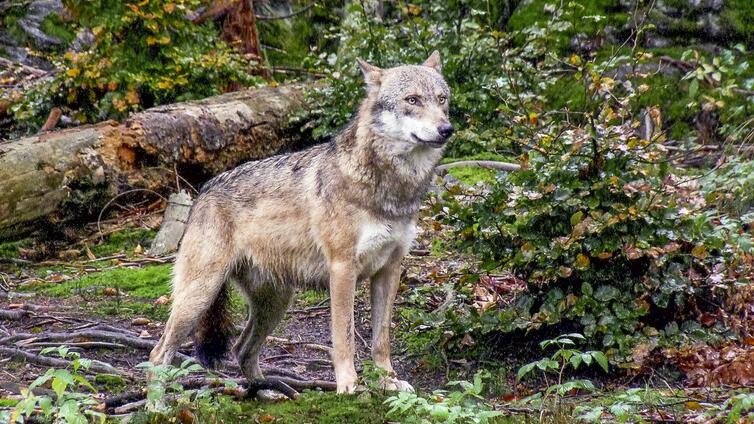 Rückkehr der Wildnis © NATURSCHAUSPIEL, Bernhard Schön Ein Wolf blickt wachsam und horcht mit gespitzten Ohren nach Geräuschen.