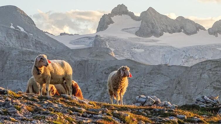 Faszination Dachstein im Sommer © NATURSCHAUSPIEL, Martha Rieß Vier Schafe, im Hintergrund der Gletscher und Gipfel des Dachsteins.