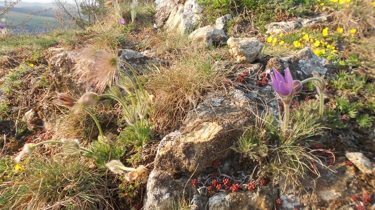 4-Wacholderheiden-c-Naturpark-Leiser-Berge.jpg © Naturpark-Leiser-Berge 4 Wacholderheiden
