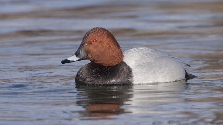 Vogelzug-im-Rheindelta-c-BirdLife-Österreich-M.Dvorak.jpg © BirdLife-Österreich-M.Dvorak Vogelzug im Rheindelta