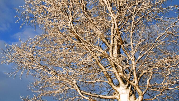 Bäume und Sträucher im Winter erkennen