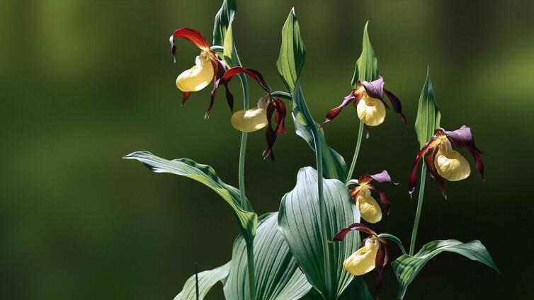Orchideenspaziergang im Nationalpark Gesäuse
