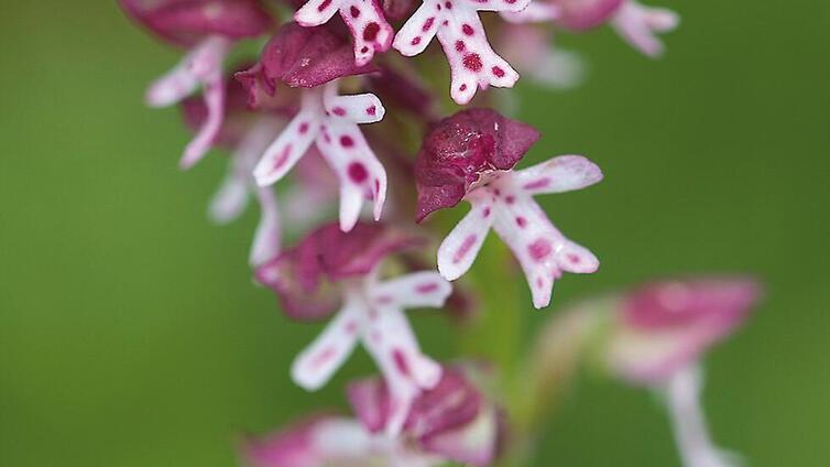 Orchideenwanderung "Ebneralm" im Nationalpark Gesäuse