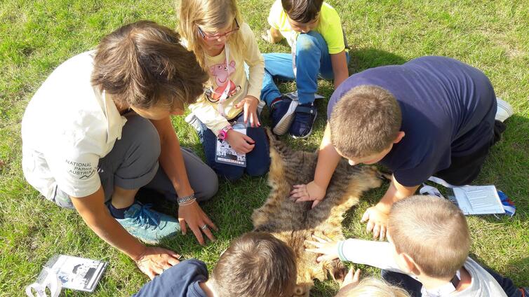 Aug in Aug mit der Wildkatze