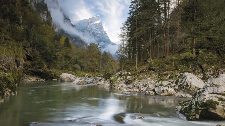 Der Wald im Nationalpark Gesäuse erzählt