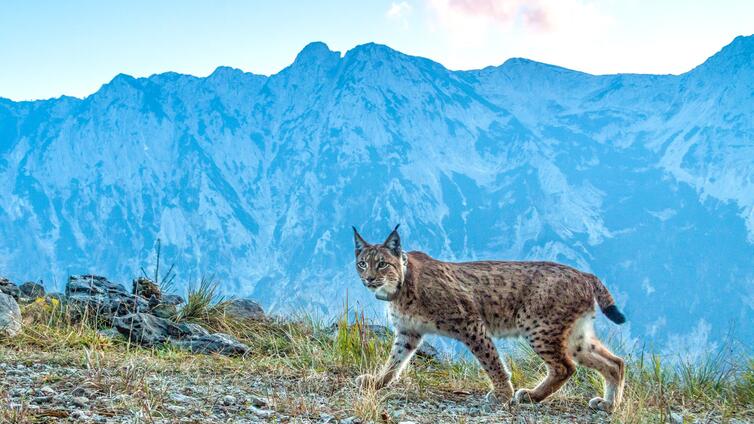 Dem Luchs auf der Spur - Forschungstour