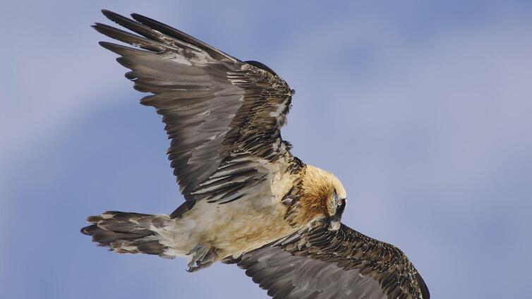 Herbst - Könige der Lüfte - Bartgeier und Adler