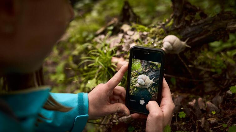 Tiere und Pflanzen mit dem Smartphone entdecken
