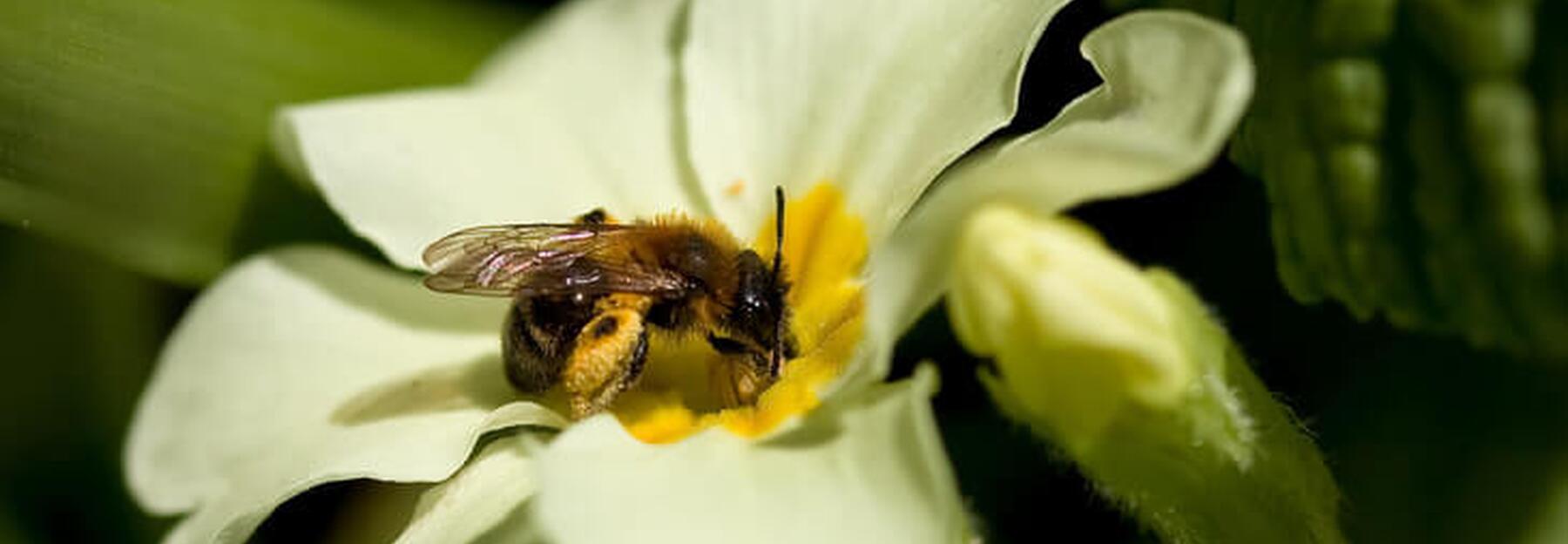 Vielfältige Wildbienenarten sind entscheidend für die Bestäubung unzähliger Blütenpflanzen.