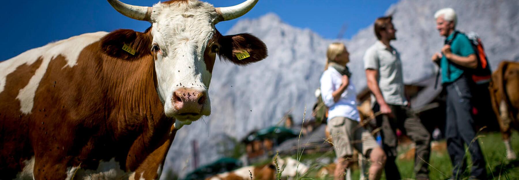 Kuh auf der Alm