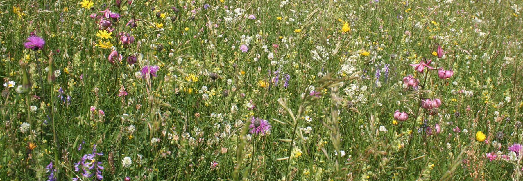 Magerwiese Blumenwiese