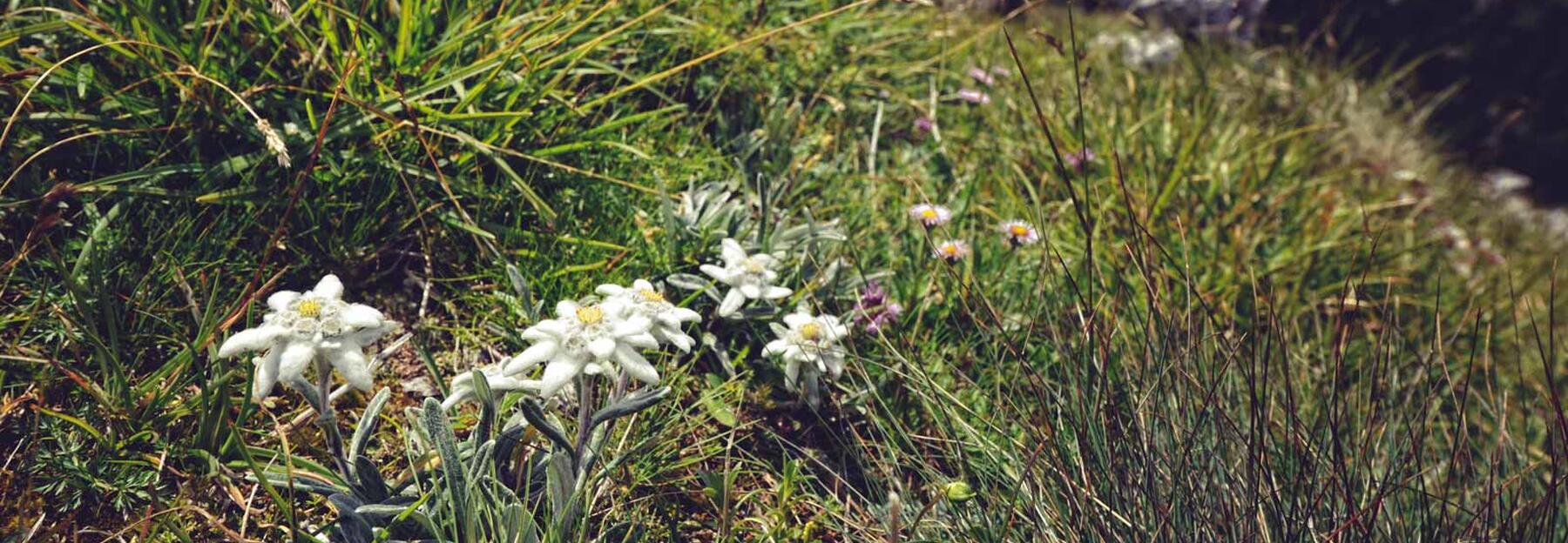 Die Edelweiß Pflanze unter Naturschutz