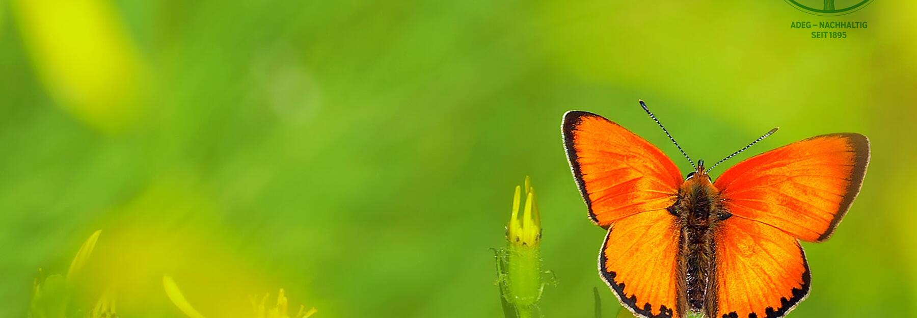Schmetterling, orange, vor grünem Hintergrund