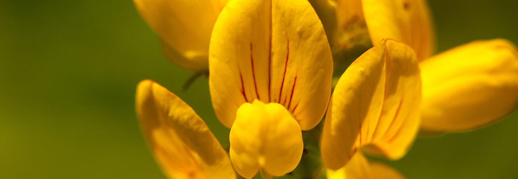 Wiesenblume Gewöhnlicher Hornklee