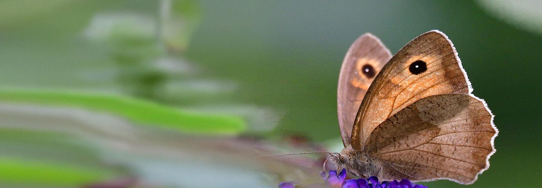 Schmetterling Ochsenauge