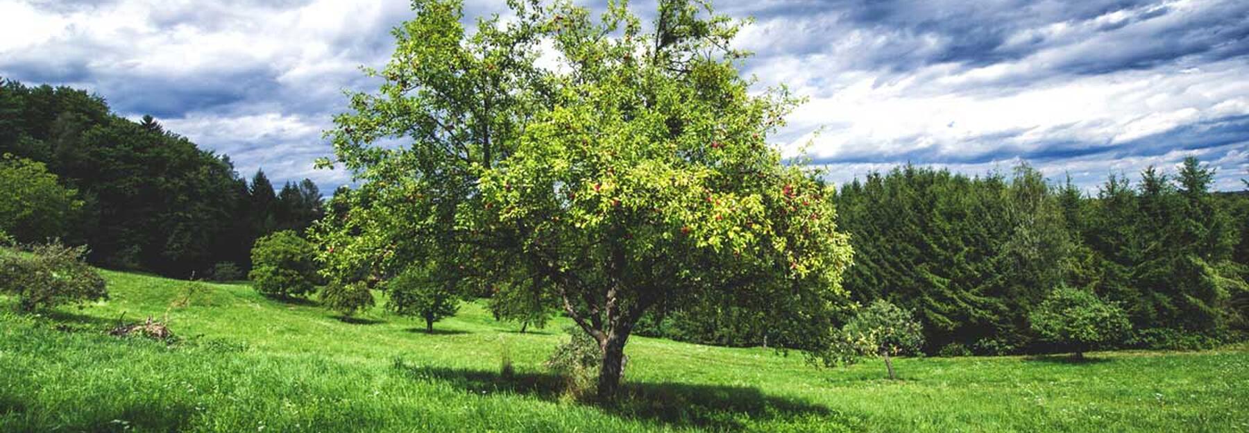 Naturschutzprogramm FLORA Streuobstwiese