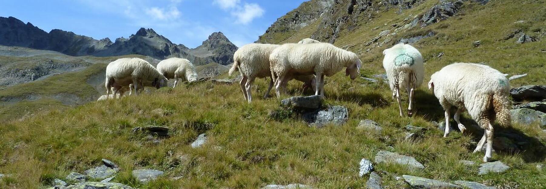 Wanderschäferei