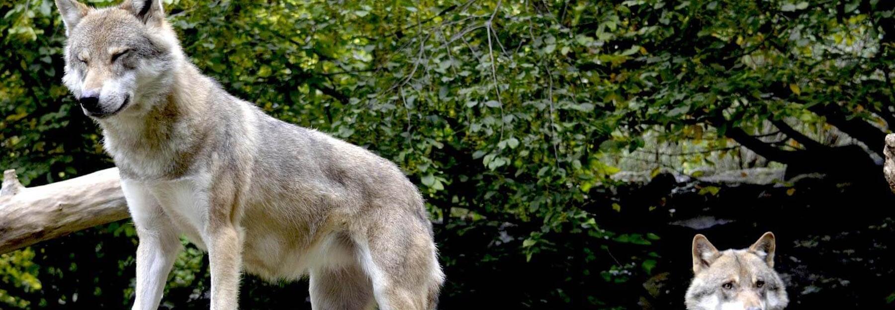Wölfe auf einem Felsen