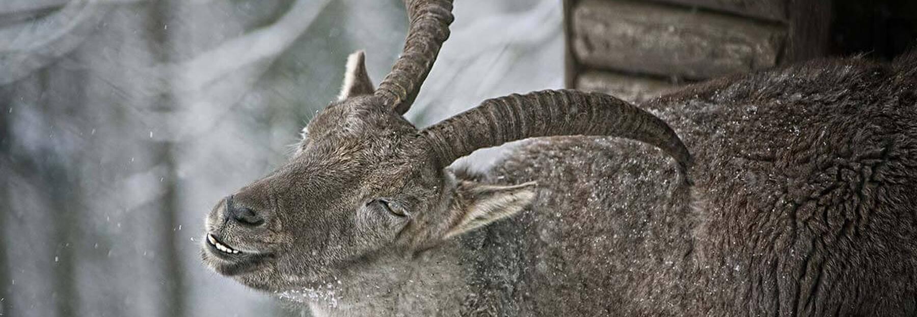 veranstaltungstipps naturveranstaltung steinbock