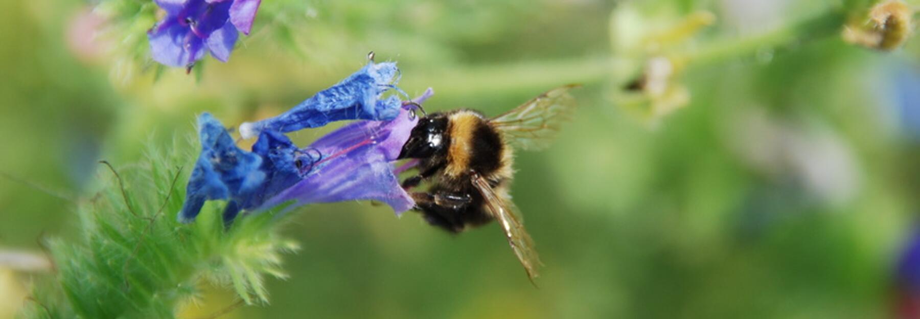 Nahaufnahme einer Hummel auf einer Blume