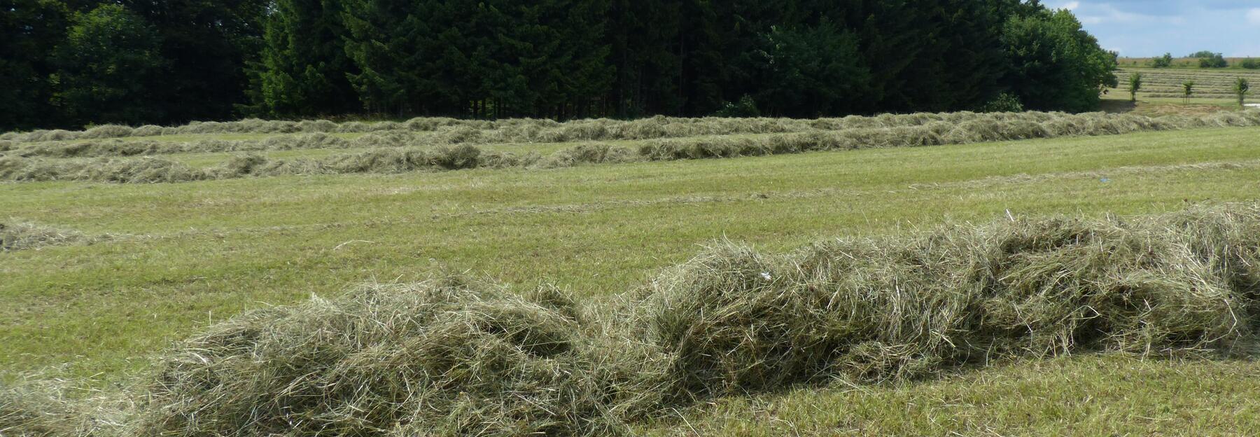 Heu trocknet auf der Wiese