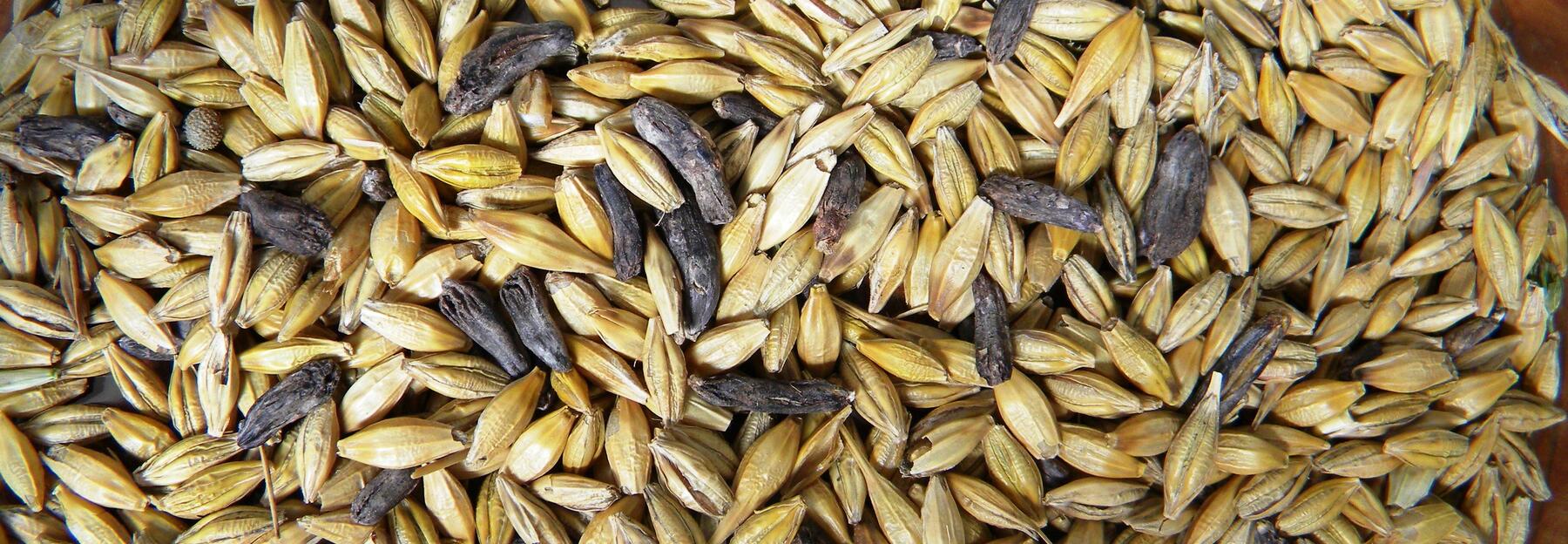 Gerstenkörner mit Mutterkorn