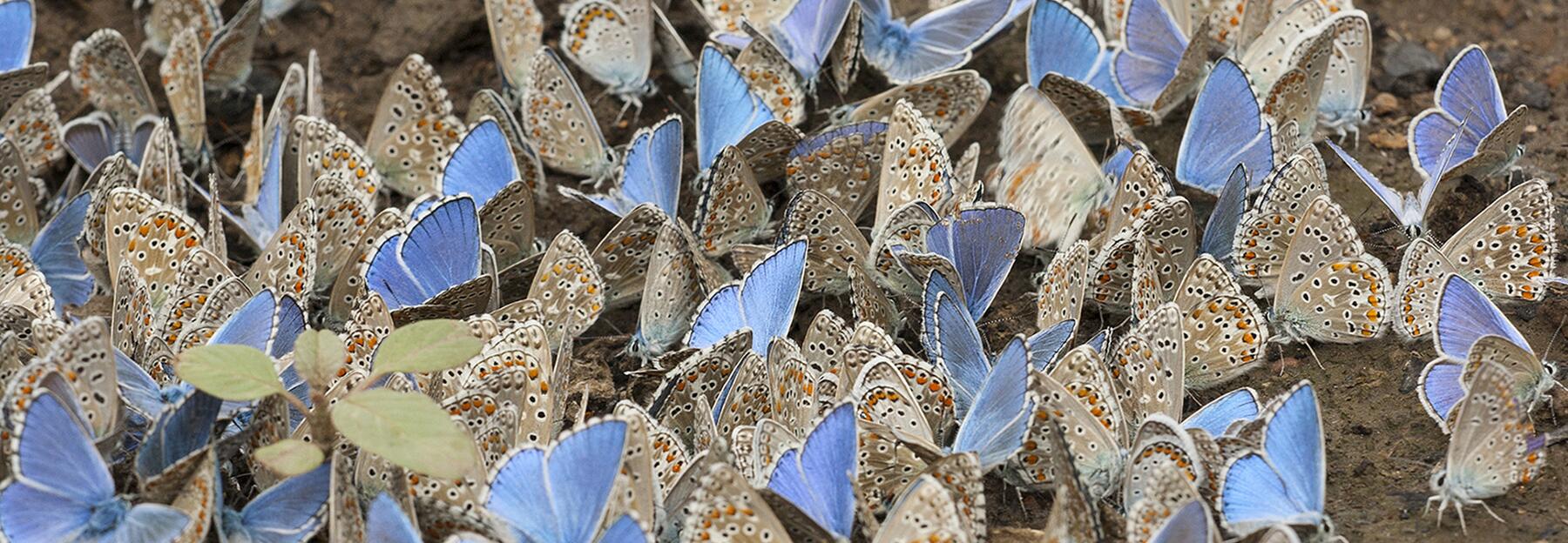 Viele Bläulingsarten Lycaenidae 