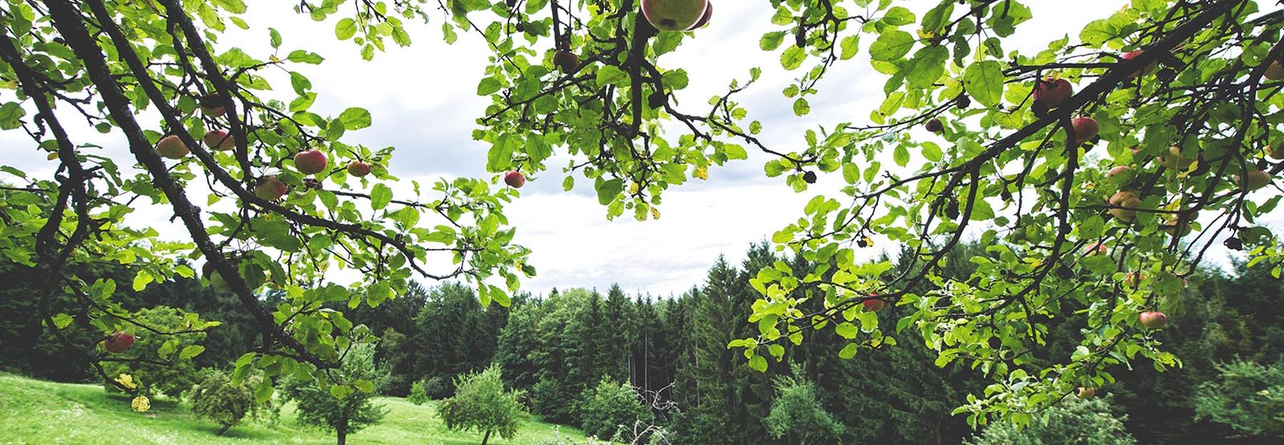 streuobstwiese