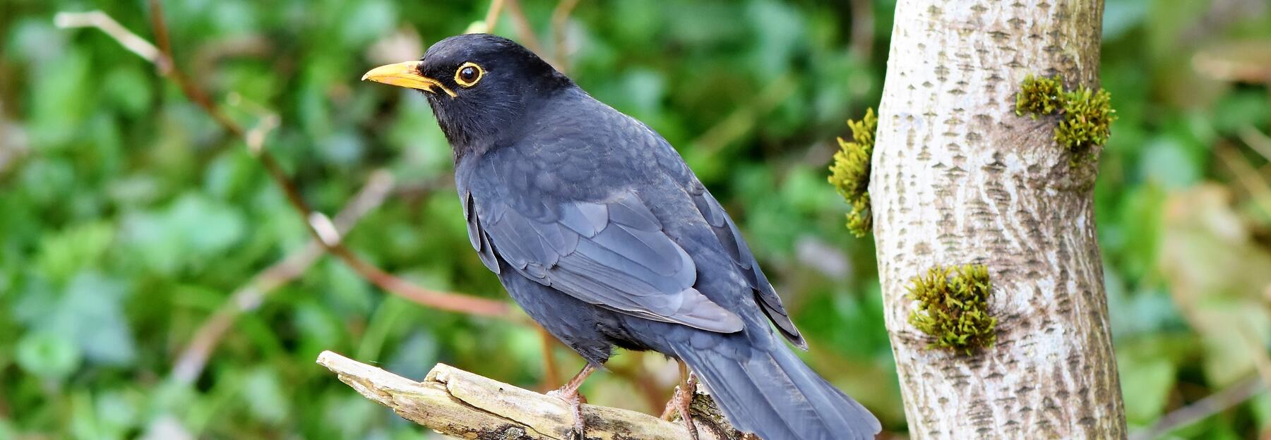Amsel auf Baum sitzend.
