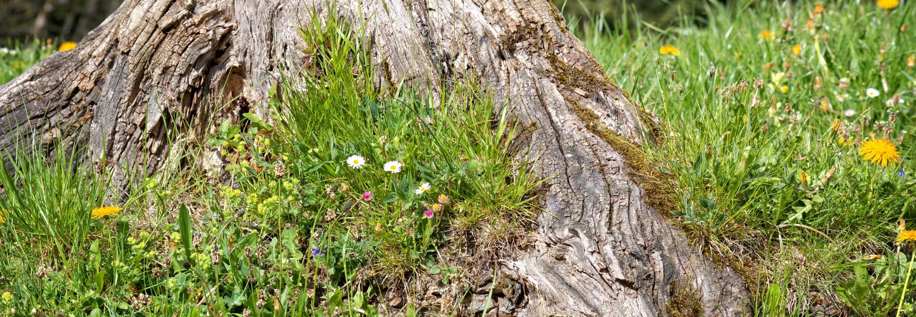 verwitterter, grauer Baumstumpf in kurzer Wiese mit Gänseblümchen- und Löwenzahn-Blüten