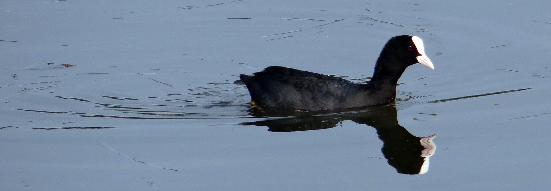 Blässhuhn in Wasser schwimmend.