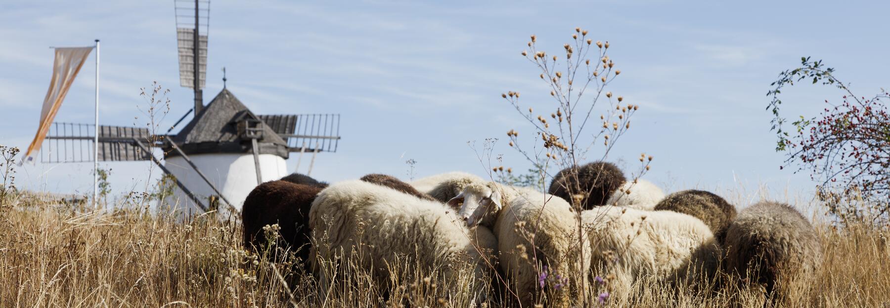 Schafe beweiden die Trockenrasen vor der Windmühle in Retz