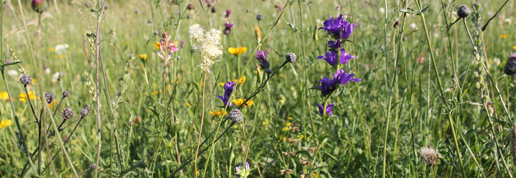 Artenreicher Halbtrockenrasen, blauvioloett blühende Knäul-Glockenblume, weißblühendes Mädesüß