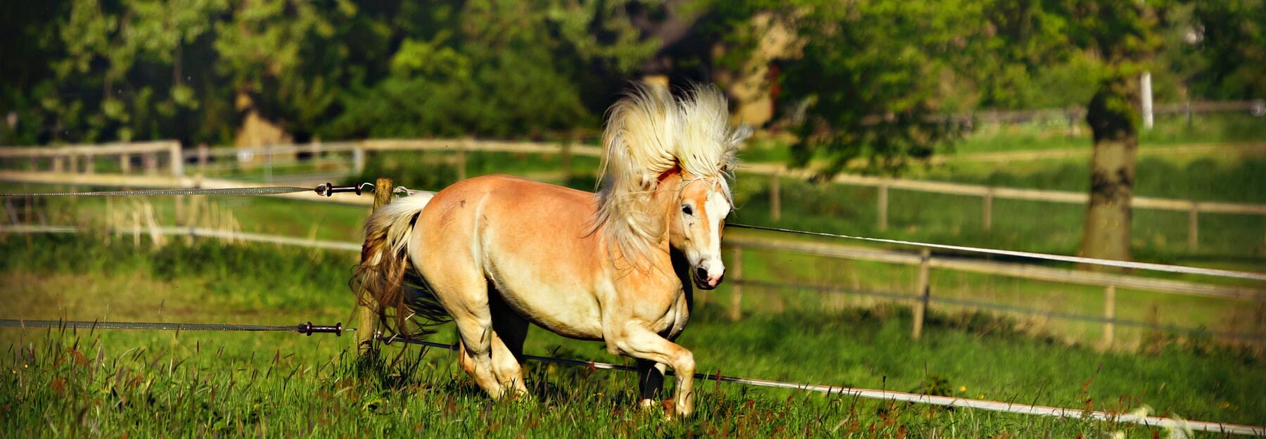 Haflinger, Pferd im Galopp mit wehender Mähne über Weide mit hohem grünen Gras