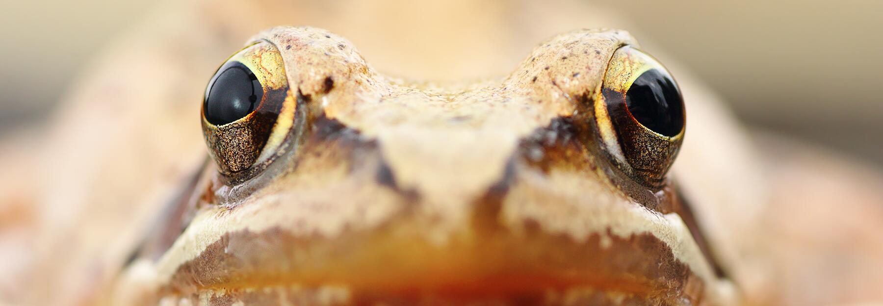Springfrosch Nahaufnahme.