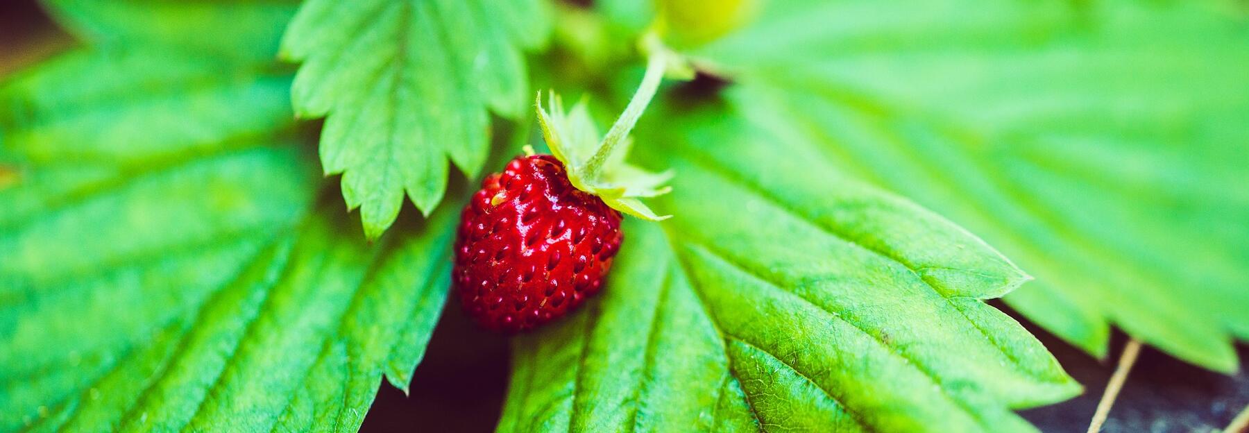 Beeren