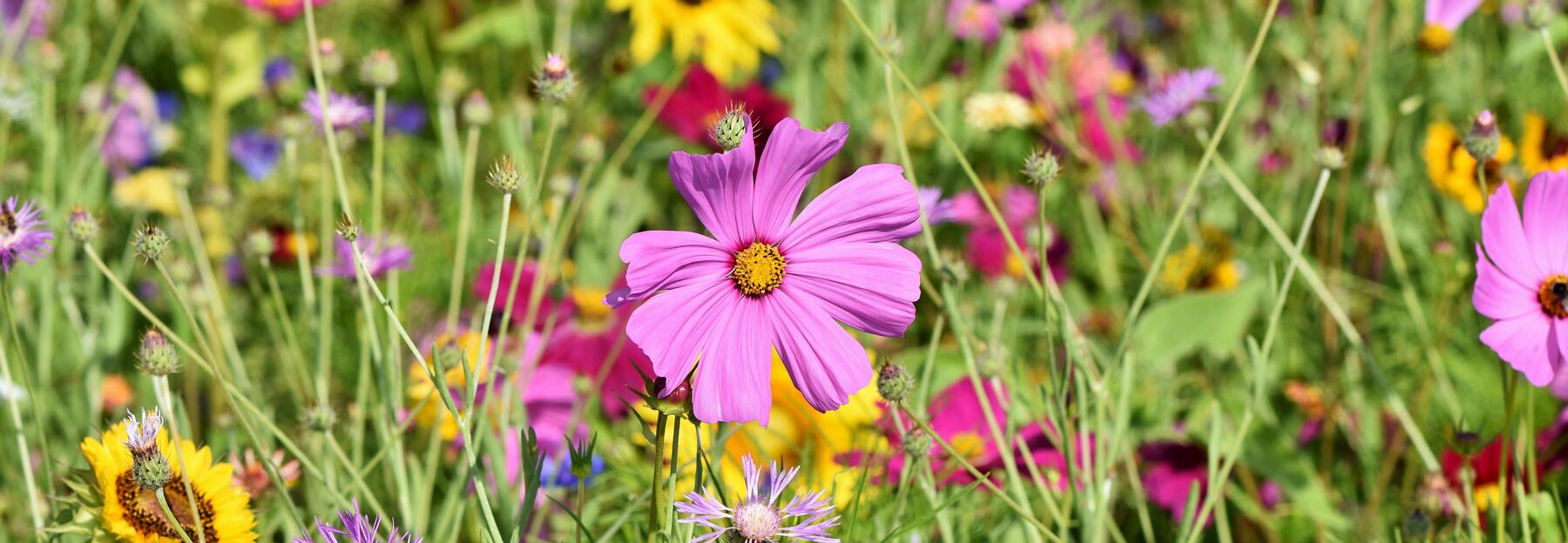 Blumenwiese