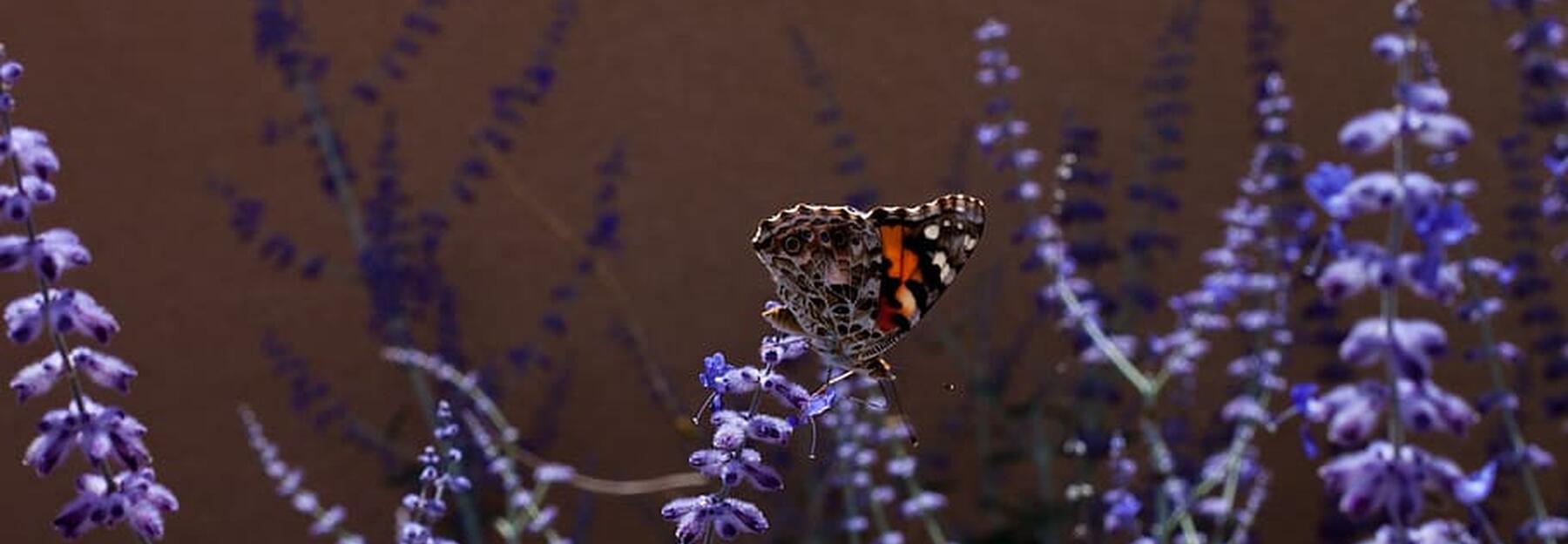 Schmetterling Lavendel 