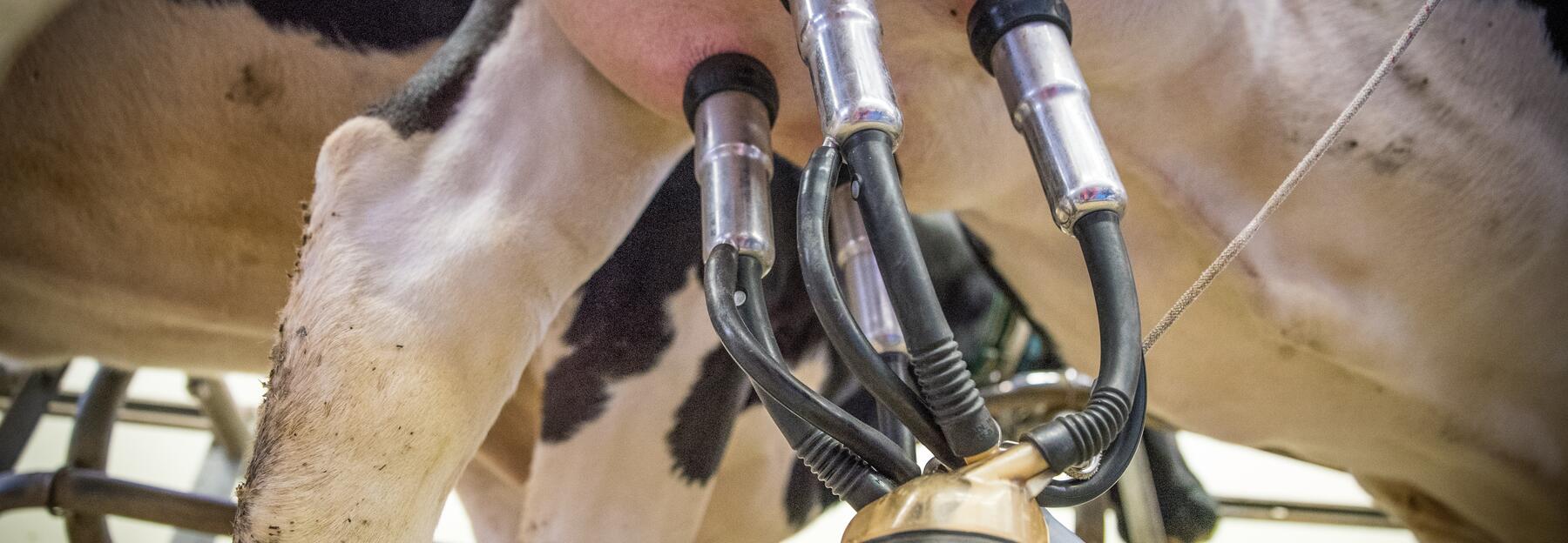Melken - Detail einer Melkmaschine am Kuheuter