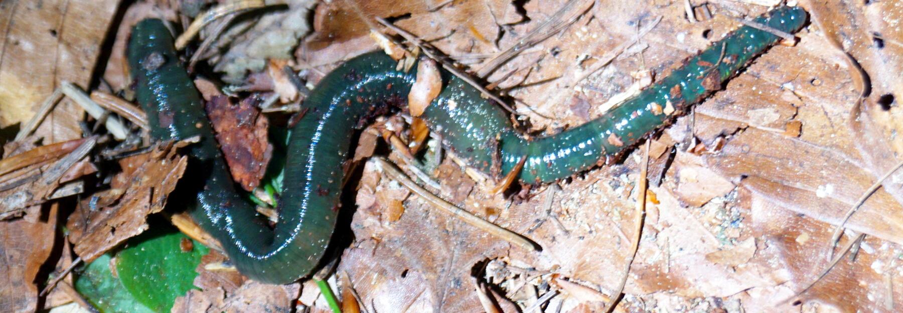 Smaragdgrüner Regenwurm
