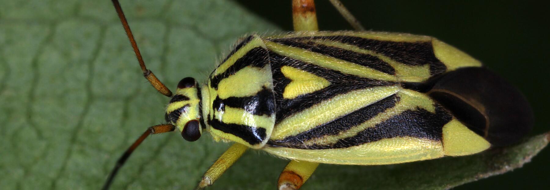 Brachycoleus decolor