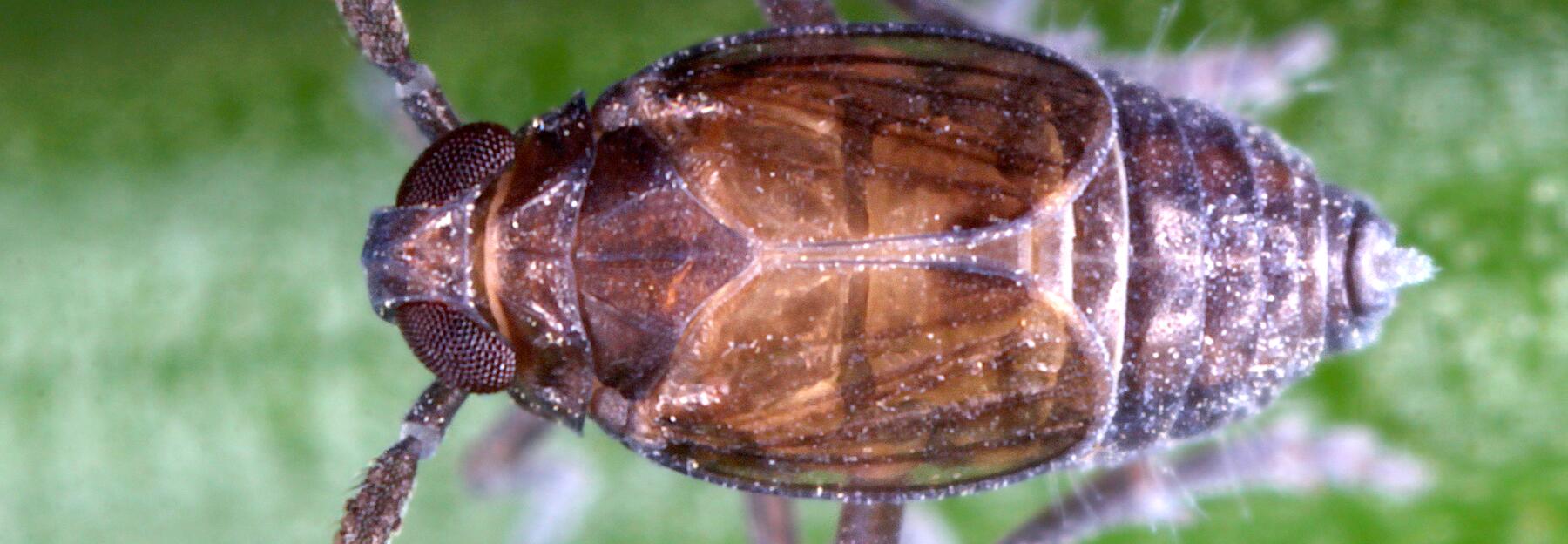 Delphacodes capnodes