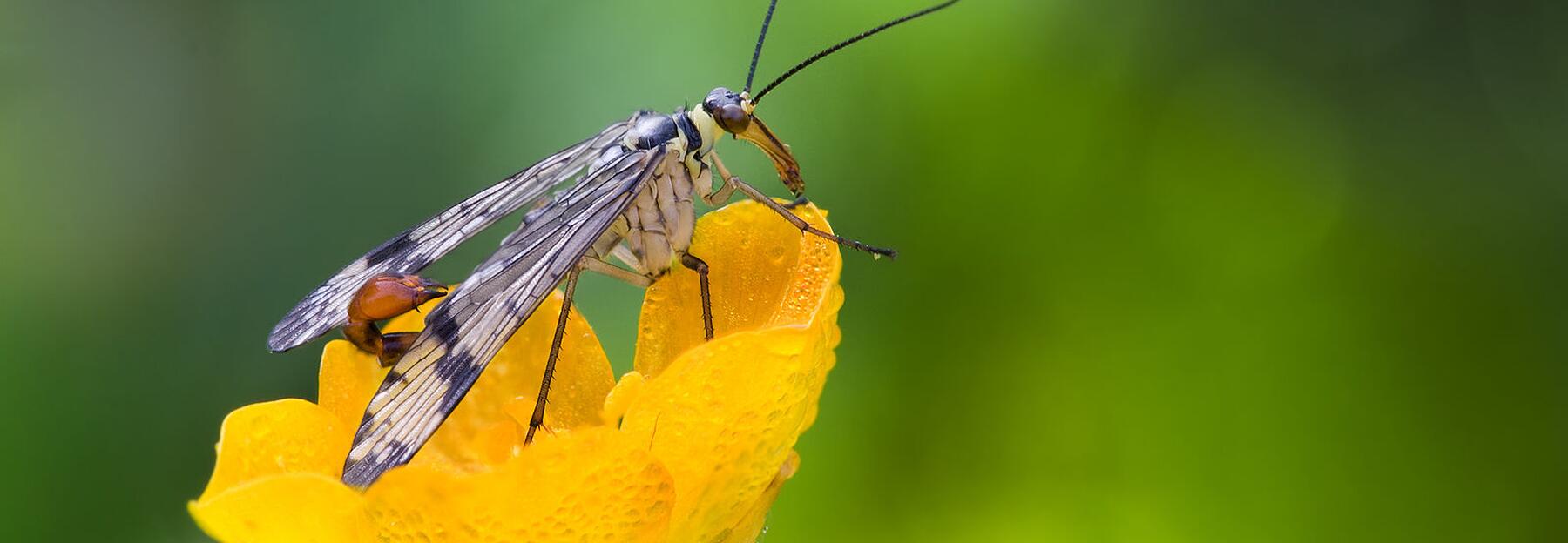 Gemeine Skorpionsfliege auf einer Blume